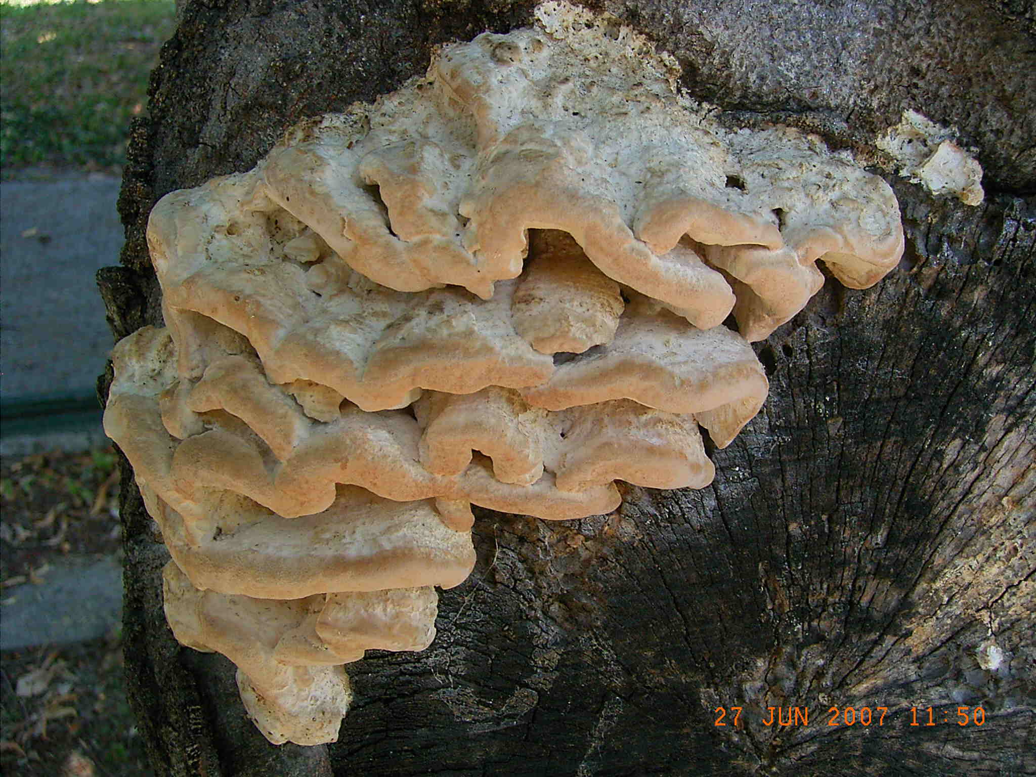 PRESUNTA  POLIPORACEA (cfr. Laetiporus sulphureus)